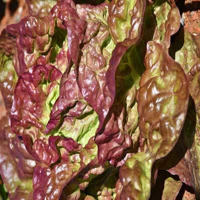Kopfsalat rot