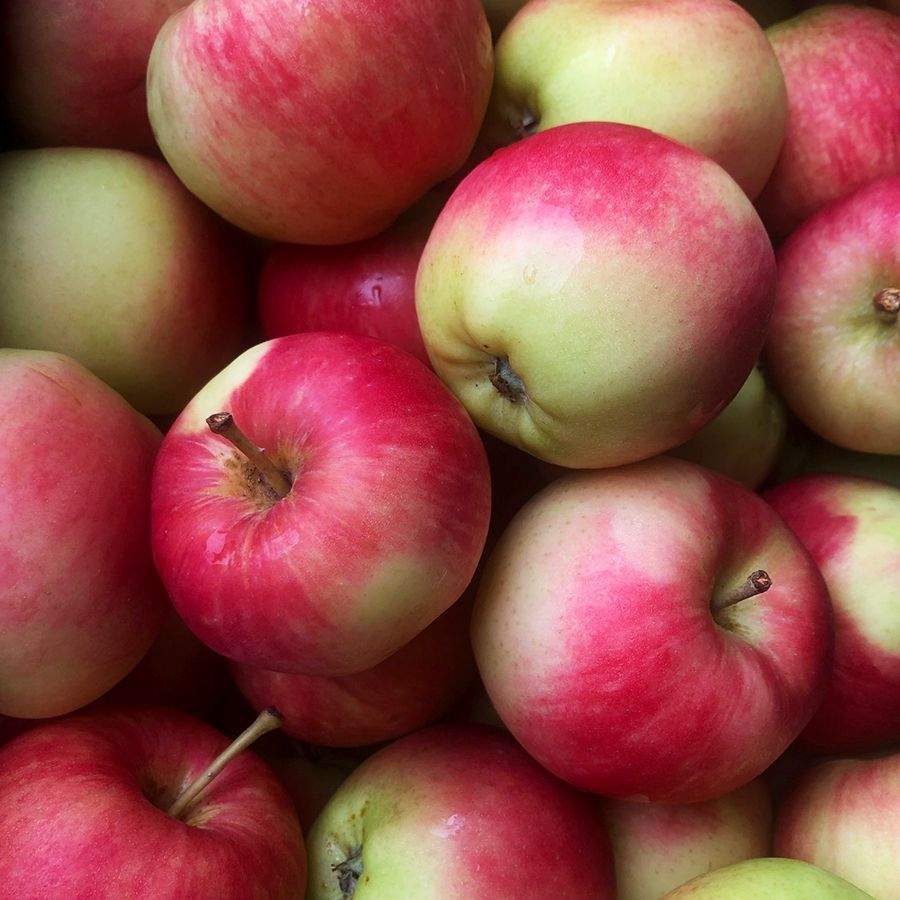Äpfel Deljonca