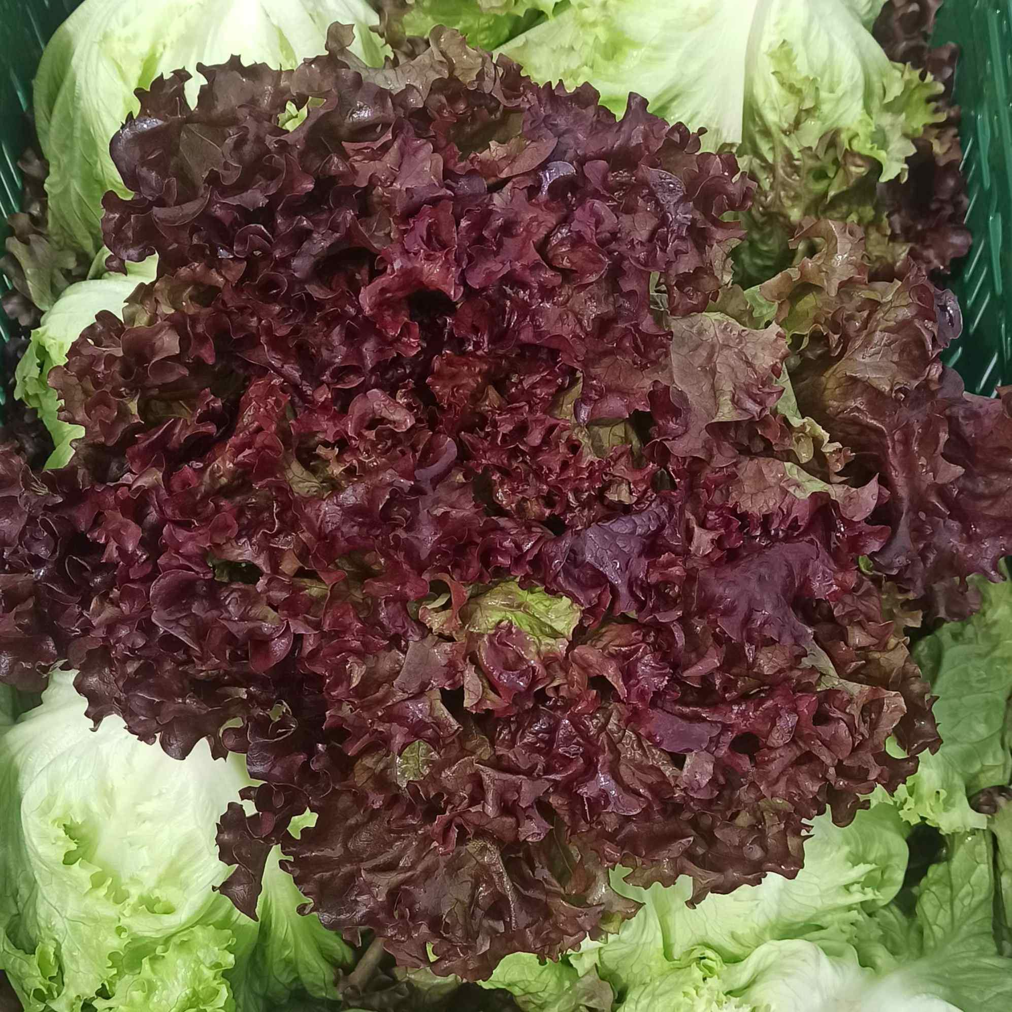 Batavia Salat rot