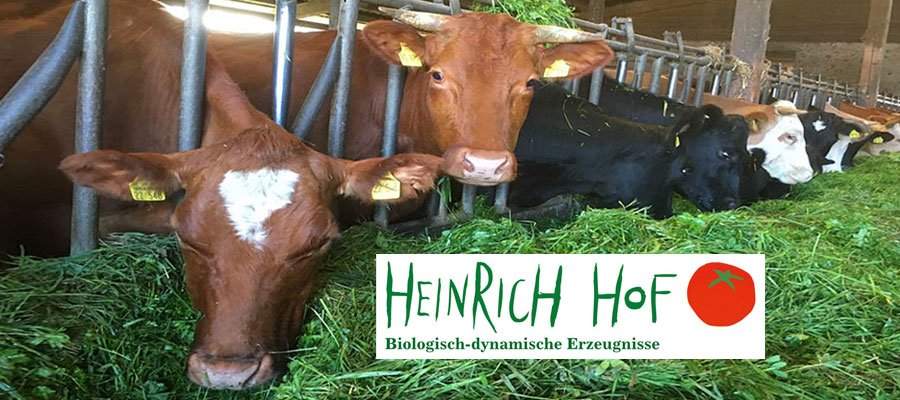 dbk-heinrich-hof-rinder-stall-logo.jpg