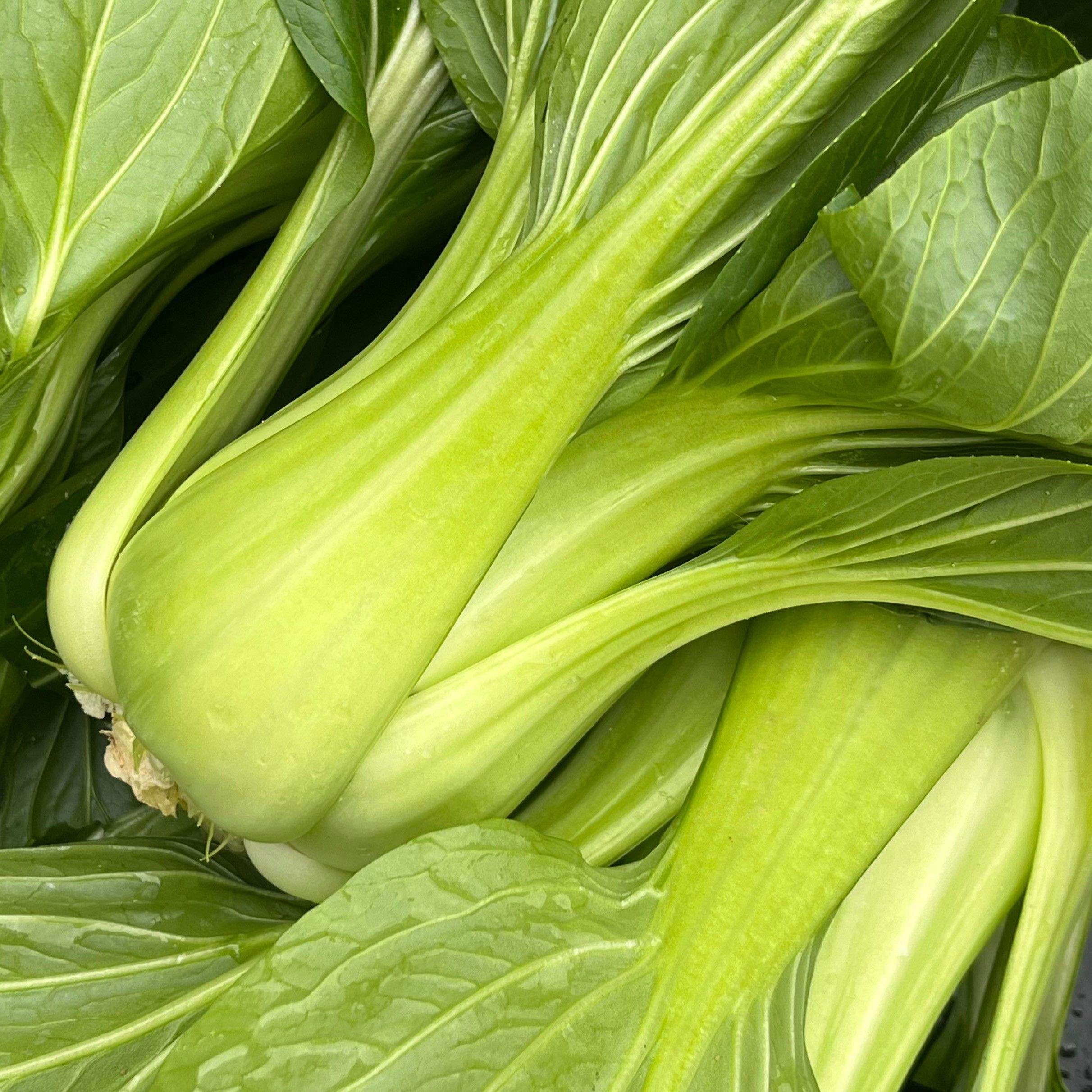 Pak Choi