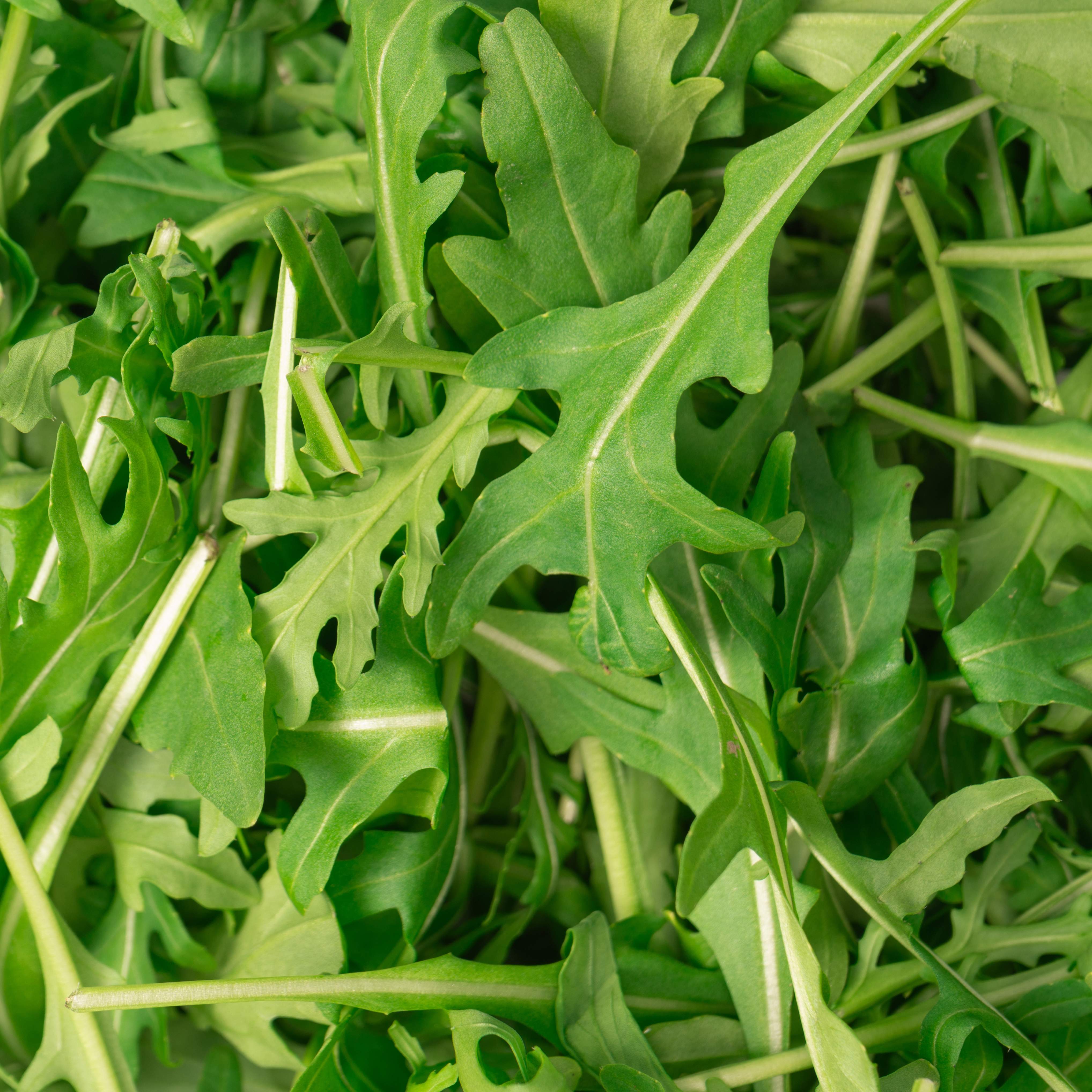 Rucola Salat lose