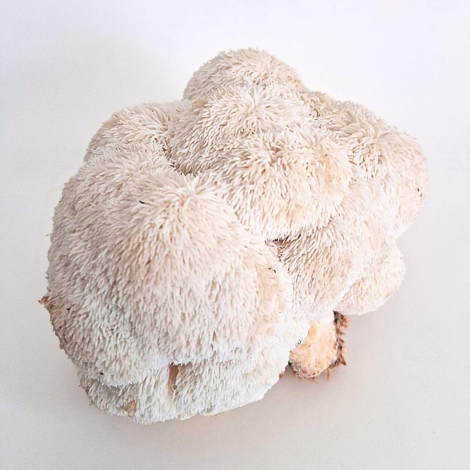 Löwenmähne (Lions Mane, Hericium)