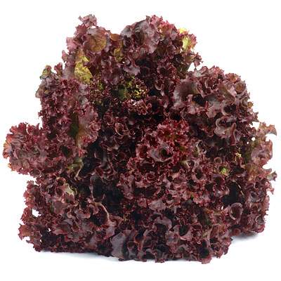 Lollo Rosso Salat