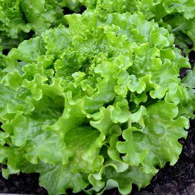 Batavia Salat grün