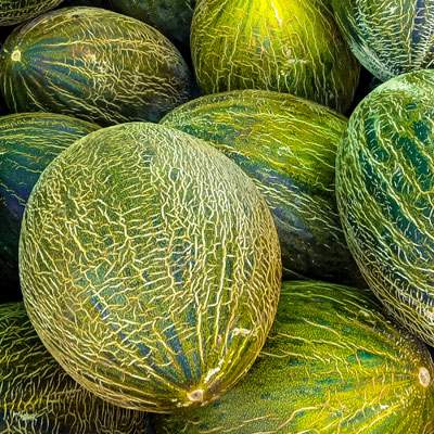 Melone Piel de Sapo