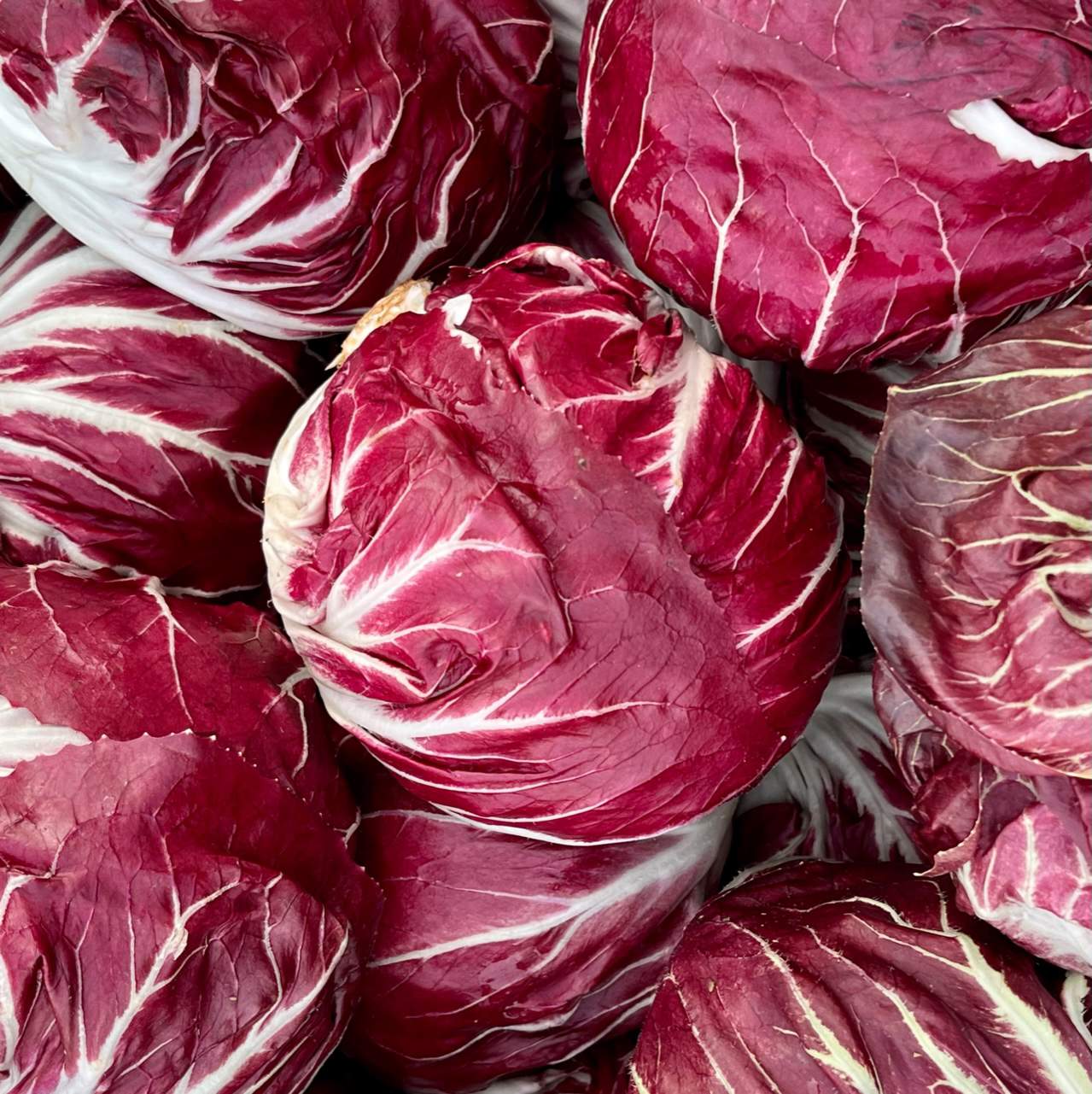 Radicchio Salat