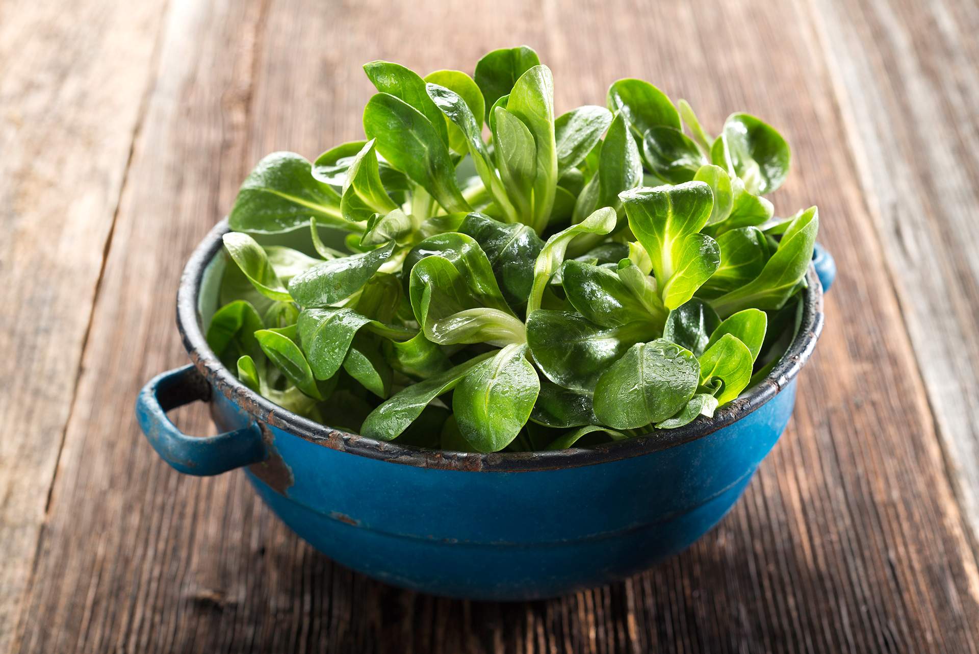 dirks-bio-kiste-feldsalat.jpg