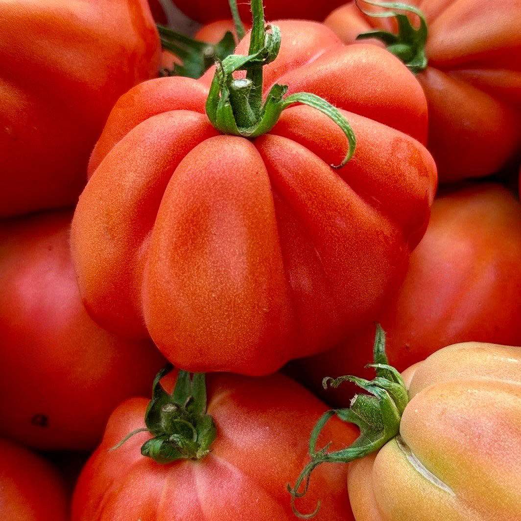 Tomaten Ochsenherz rot