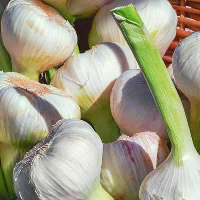 Knoblauch neue Ernte