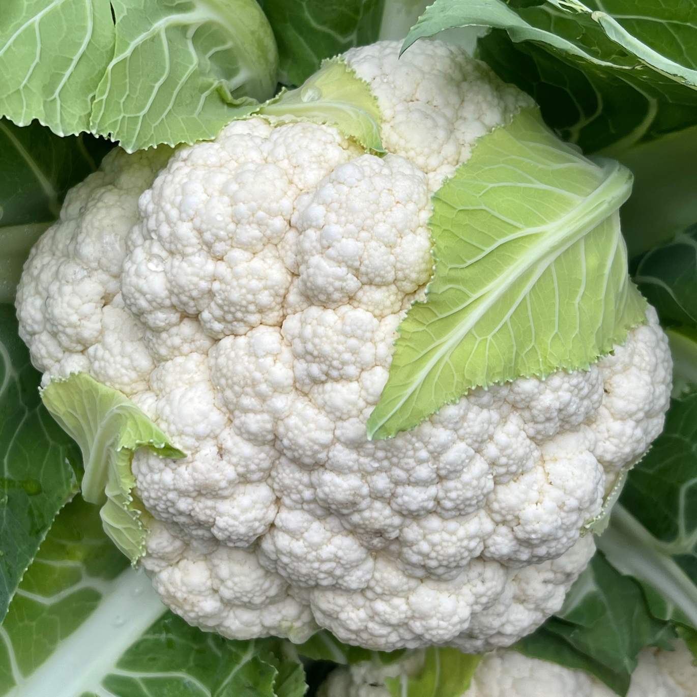 Blumenkohl weiß
