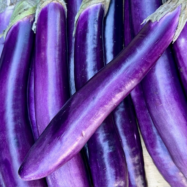 Japanische Aubergine