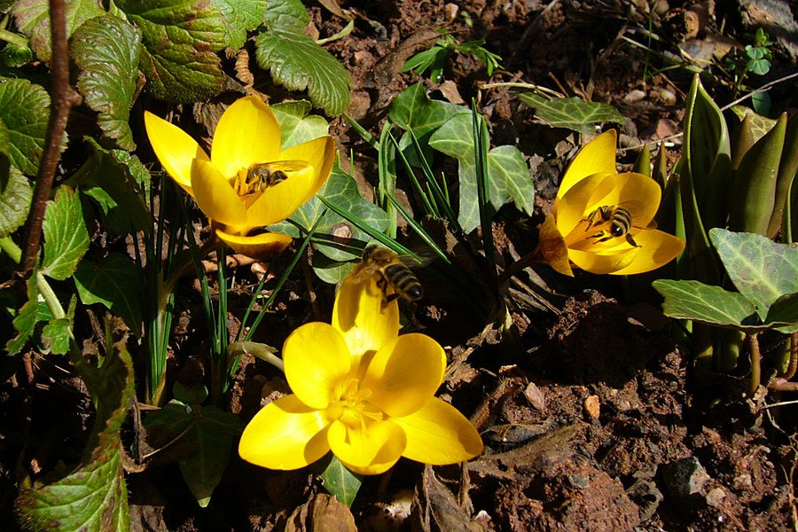 Bio-Imkerei Bunsen - Bienen