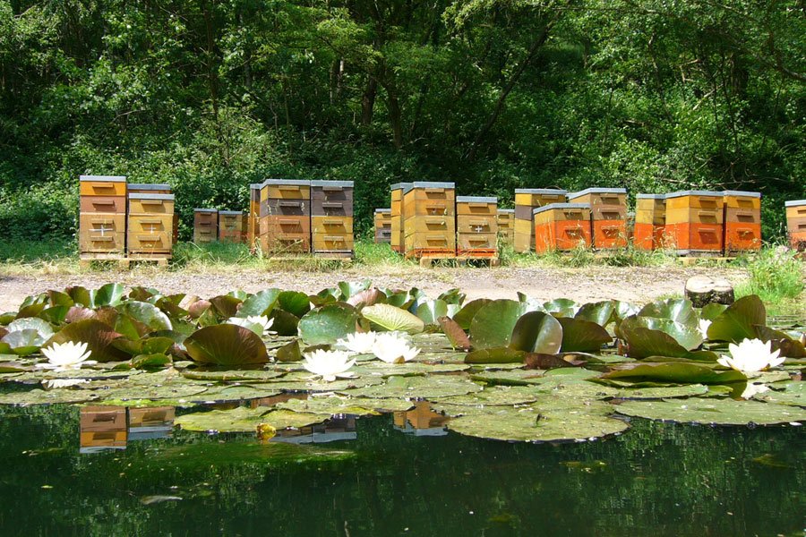 Bio-Imkerei Bunsen - Bienenstöcke