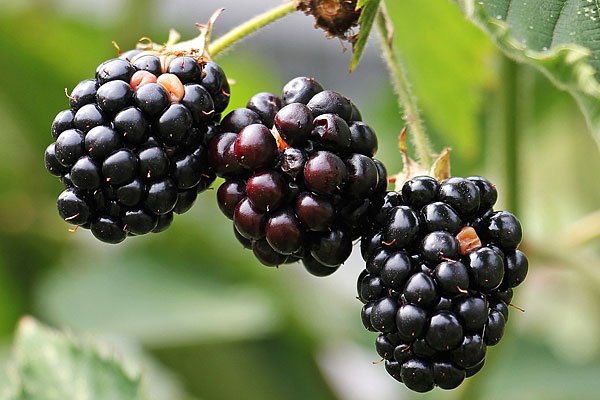 Dirks Bio-Kiste - Brombeeren
