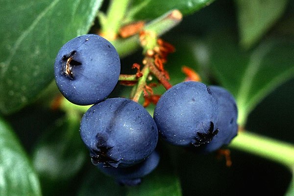 Dirks Bio-Kiste - Heidelbeeren