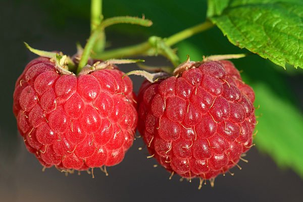 irks Bio-Kiste - Himbeeren