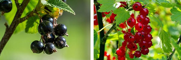 Dirks Bio-Kiste - Johannisbeeren