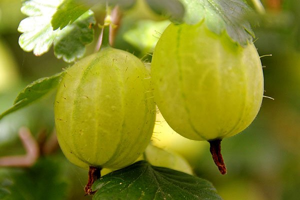 Dirks Bio-Kiste - Stachelbeeren