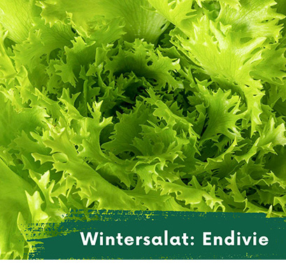 Wintersalat Endivien
