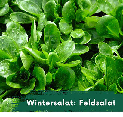 Wintersalat Feldsalat