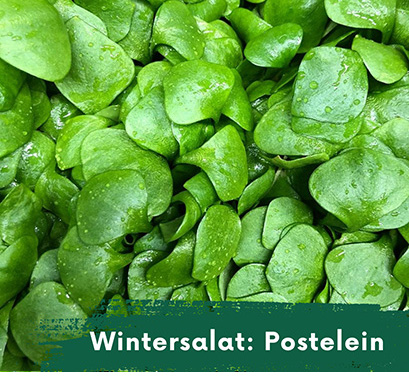 Wintersalat Postelein
