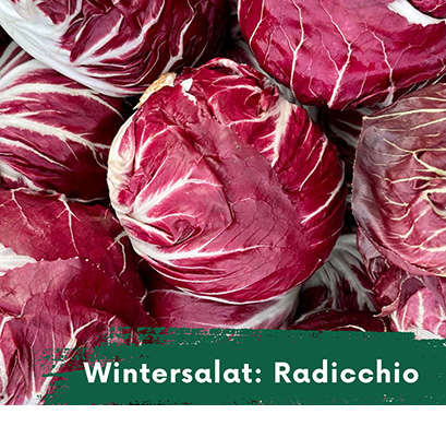 Wintersalat Radicchio