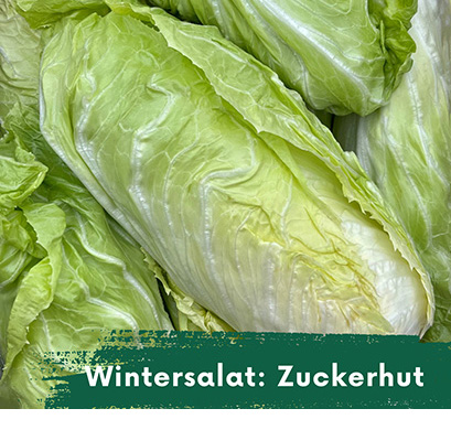 Wintersalat Zuckerhut