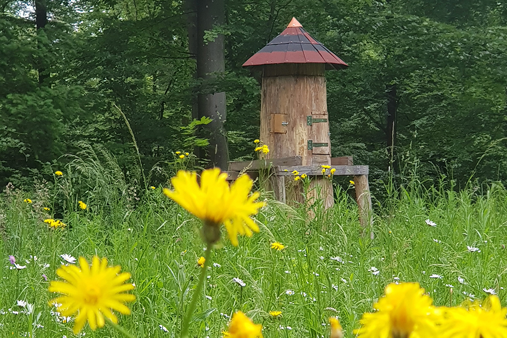 ausgehöhlte Baumstämme von Artur Merk im Kohlhofer Heilwald