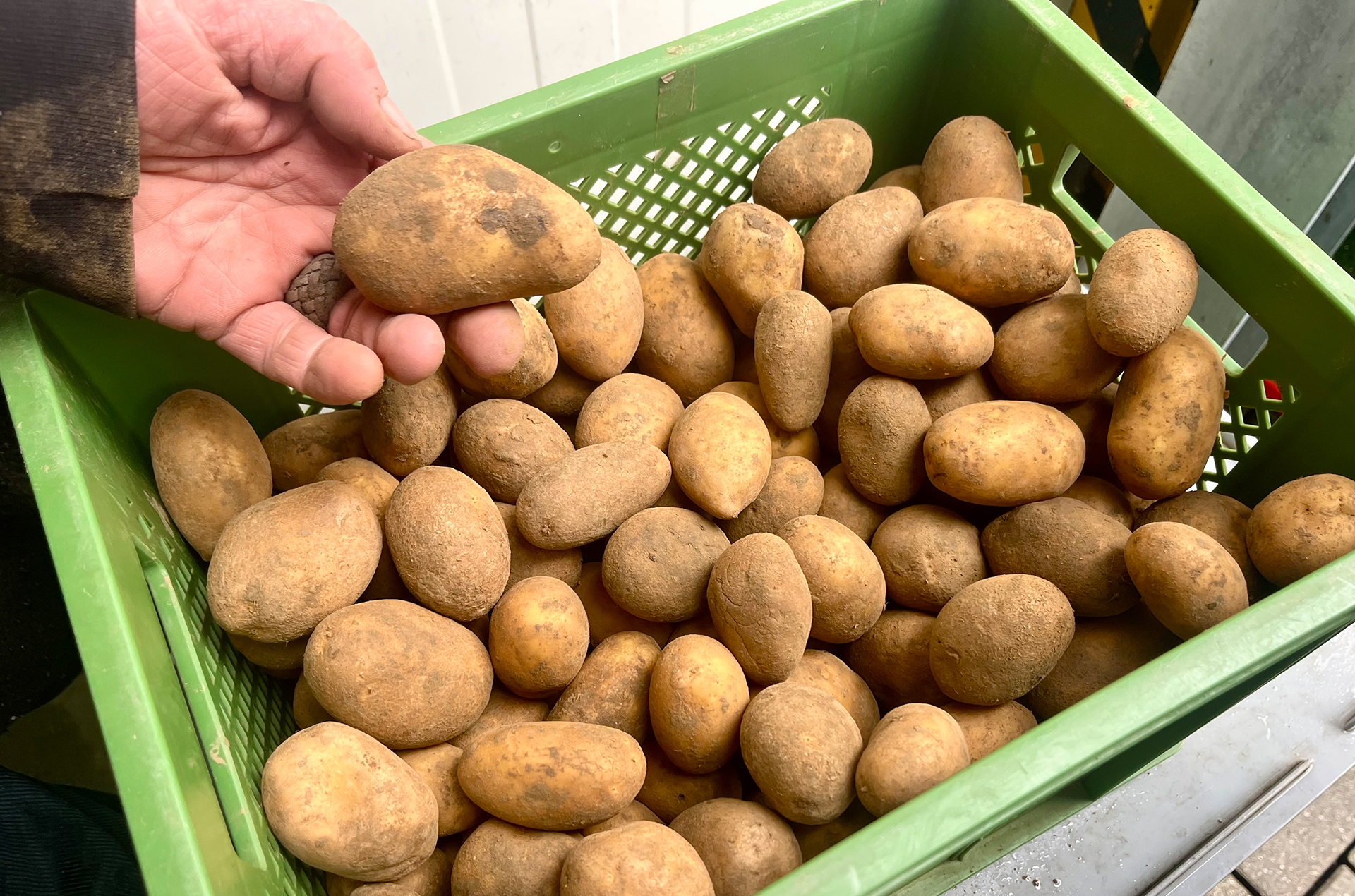 Ungewaschene Kartoffeln in einer grĂĽnen Napfkiste