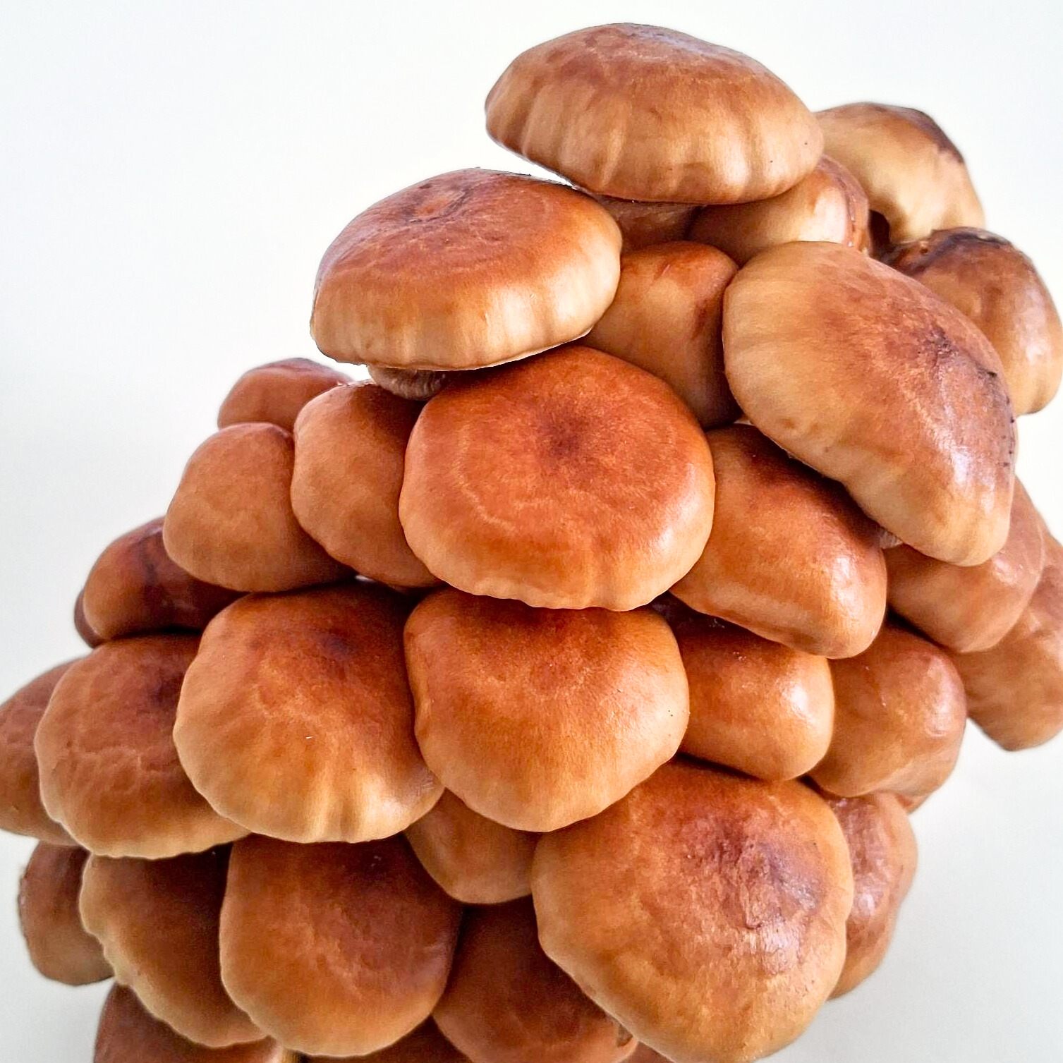 Goldkäppchen